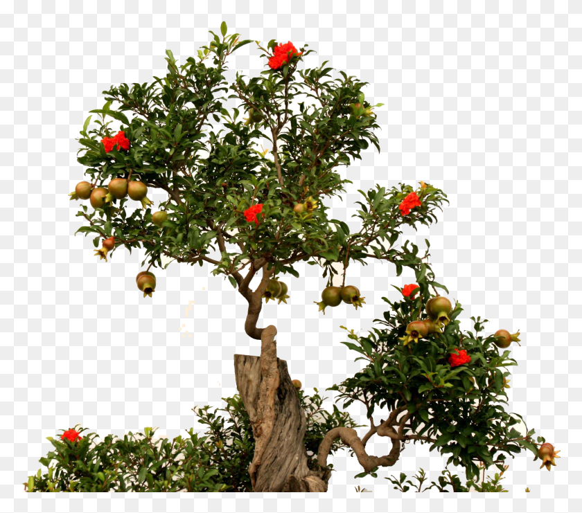 2564x2241 Fruit Root Green Pomegranate Tree Images HD PNG Download