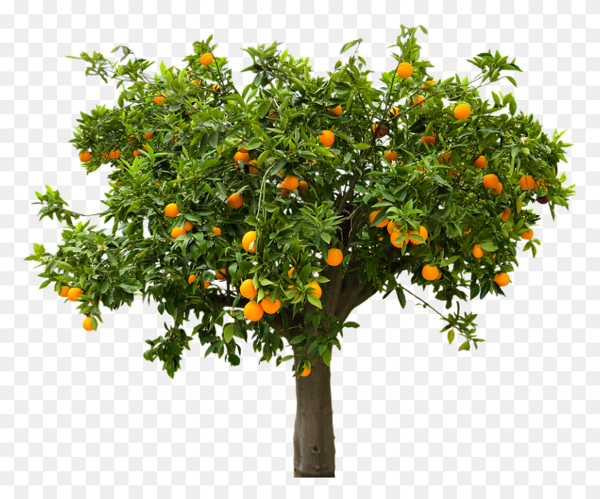 813x667 Fruit Tree, Plant, Citrus Fruit, Food HD PNG Download