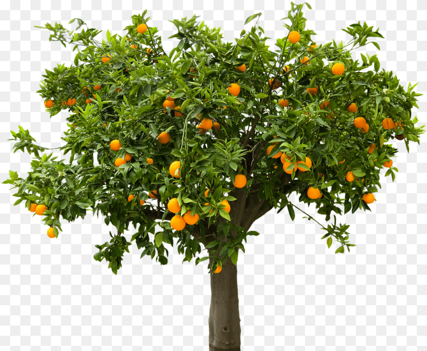 1083x889 Fruit Tree, Citrus Fruit, Food, Grapefruit, Plant Clipart PNG