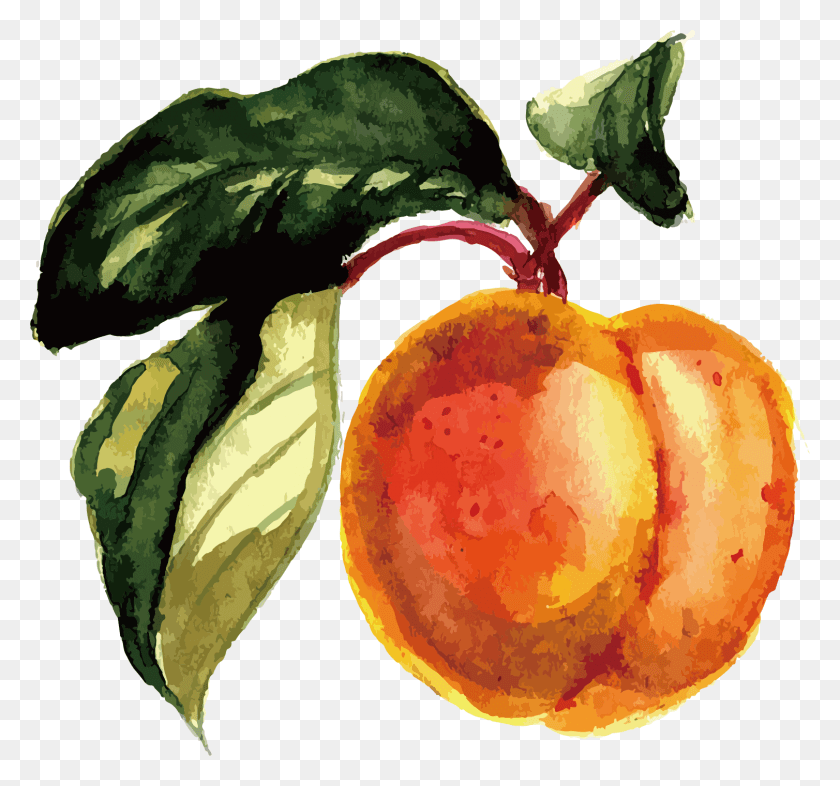 1508x1405 Fruit Watercolor Painting Peach Watercolor Painting, Plant, Food, Produce HD PNG Download