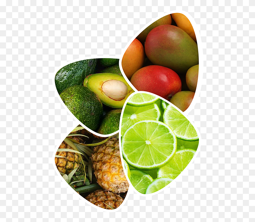 506x673 Frutas 01 01 Key Lime, Plant, Fruit, Food HD PNG Download