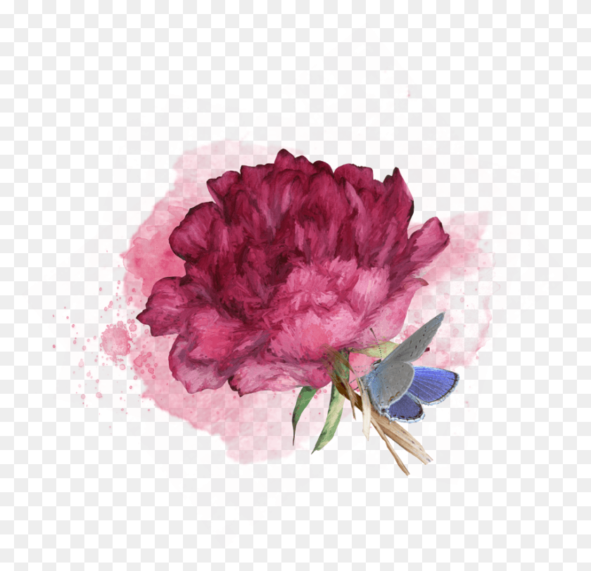 850x820 Fs Flower Common Peony, Plant, Blossom, Carnation HD PNG Download