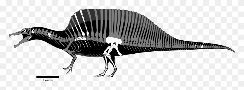 4654x1505 Fsac Kk 11888 Spinosaurus Skeleton, Dinosaur, Reptile, Animal HD PNG Download