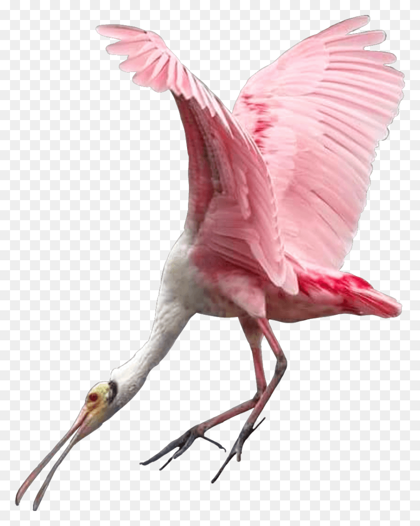 841x1069 Ftesticker Bird Wings Fly Flying Spoonbill, Animal, Flamingo HD PNG Download