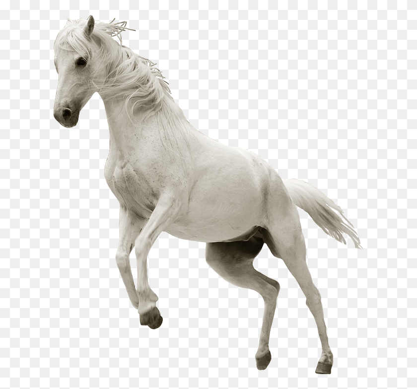 625x723 Ftesticker Horse Whitehorse Run Бегущие Животные Неукротимая Лошадь, Млекопитающее, Животное, Андалузская Лошадь Png Скачать