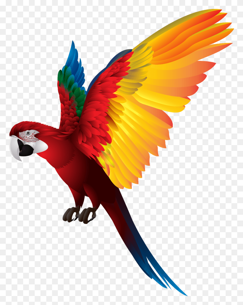998x1269 Ftestickers Bird Наклейка Птицы Изображения, Животное, Ара, Попугай Hd Png Скачать