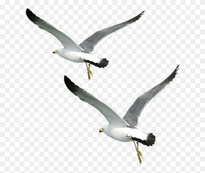 634x647 Aves Png
