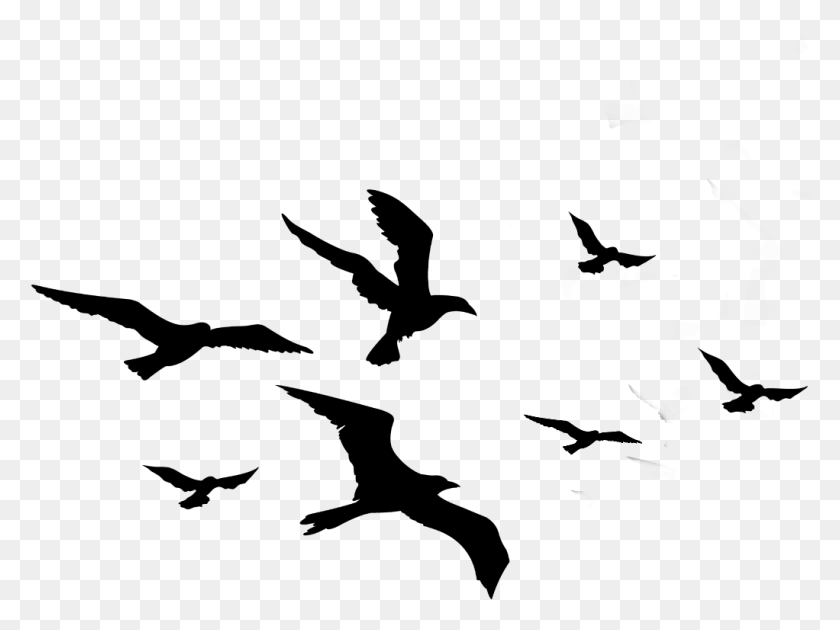 1022x748 Descargar Png Ftestickers Aves Silueta Bandada Animal Aves Jashlem, Al Aire Libre, Naturaleza, Noche Hd Png