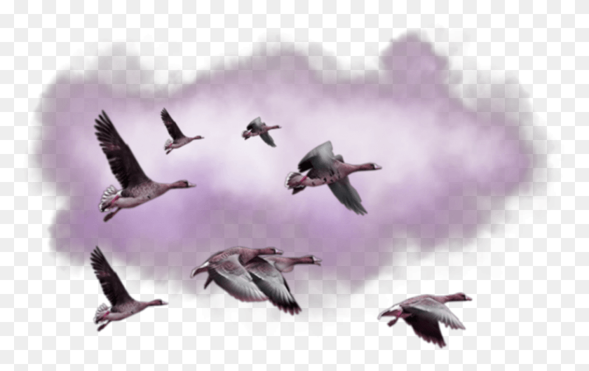 854x515 Ftestickers Ducks Flying Birds Purplecloud Flock, Bird, Animal, Seagull HD PNG Download