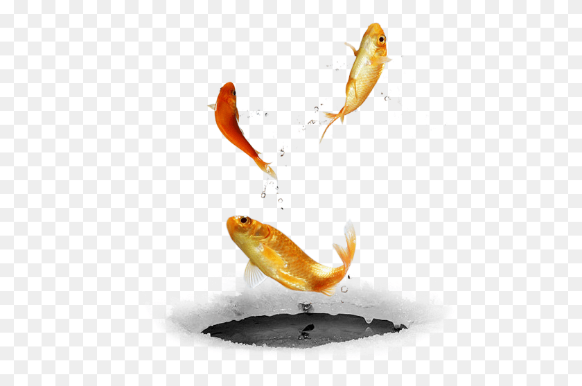 488x497 Ftestickers Fishfishes Goldfish Jumping Freetoedit Fish, Animal, Carp, Koi HD PNG Download