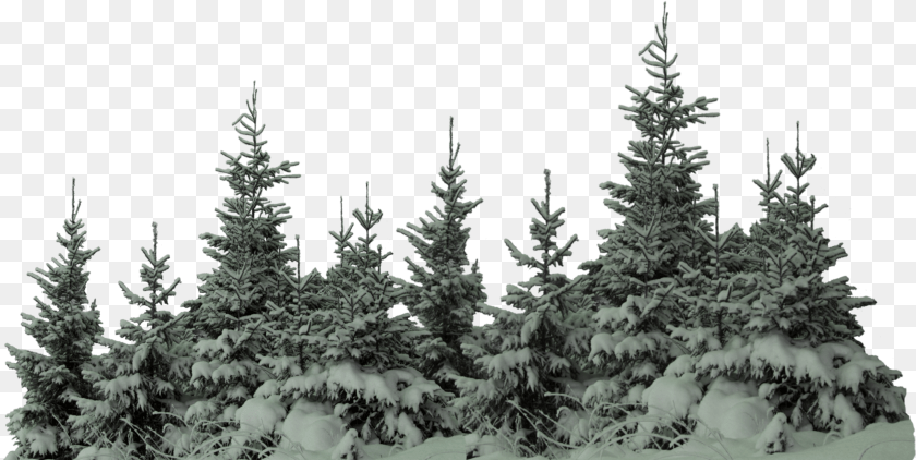 2830x1421 Ftestickers Forest Trees Freetoedit Tree With Snow, Conifer, Fir, Plant, Pine Sticker PNG