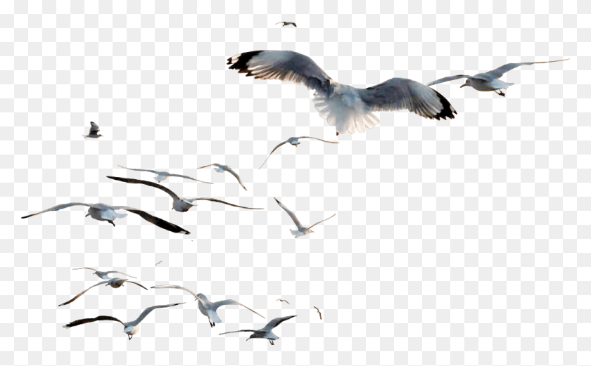 1024x606 Ftestickers Ftesticker Birds Bird Flying Fly Flock, Животное, Чайка, Воздушный Змей Png Скачать