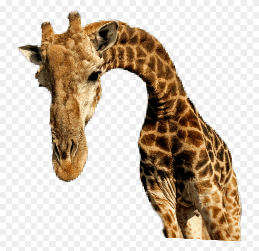 734x752 Ftestickers Giraffe Animal Cute Tree Tall Nick Giraffe, Wildlife, Mammal, Panther HD PNG Download