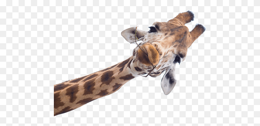 494x348 Ftestickers Голова Жирафа Крадется, Выглядывая Шее Жирафа, Дикая Природа, Млекопитающее, Животное Hd Png Скачать