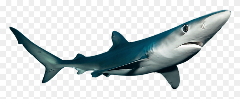 1025x378 Ftestickers Shark Sea Ocean Fish Bronze Hammerhead Shark, Sea Life, Animal, Great White Shark HD PNG Download