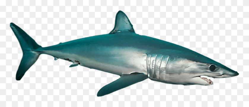 1001x385 Ftestickers Shark Sea Ocean Fish Mako Shark Transparent, Sea Life, Animal, Great White Shark HD PNG Download