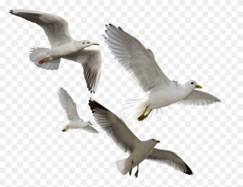 930x700 Ftestickers Sticker 3d Birds, Flying, Bird, Animal HD PNG Download