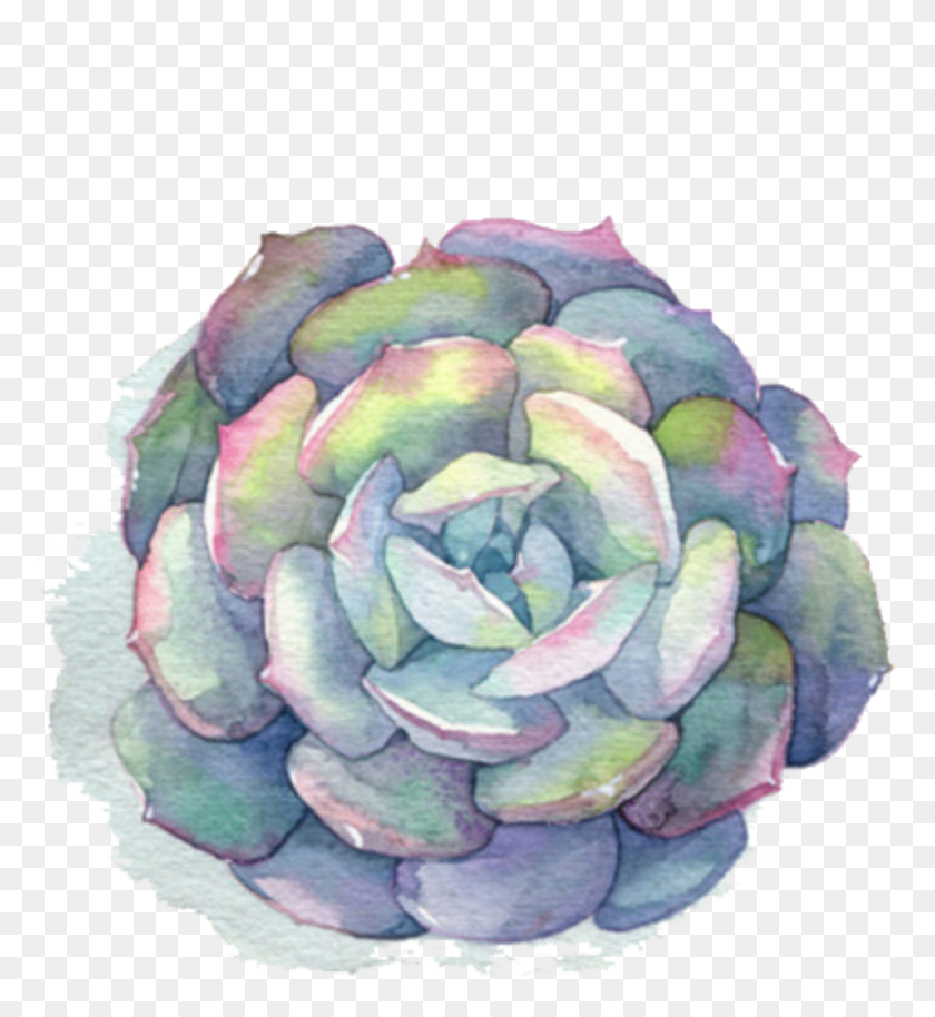 778x854 Ftestickers Watercolor Flower Succulent Painting Succulents Watercolor, Plant, Food, Produce HD PNG Download