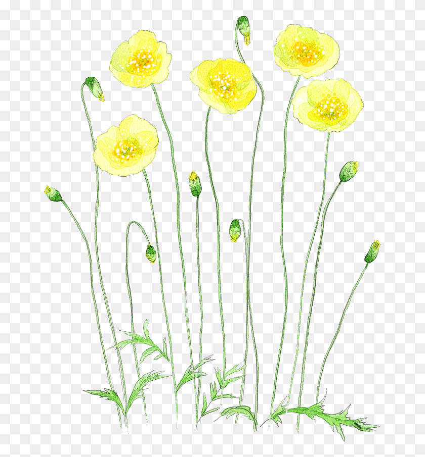 667x845 Ftestickers Watercolor Flowers Yellow Watercolor Flower Illust, Plant, Blossom, Daffodil HD PNG Download