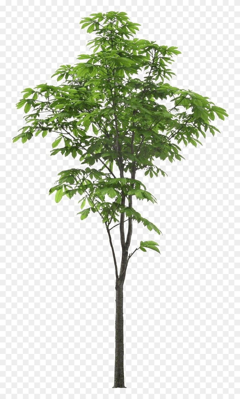 769x1338 Ftestickers Акварельное Дерево Поддельные Пальмы Великобритания, Растение, Лист, Крест Png Скачать