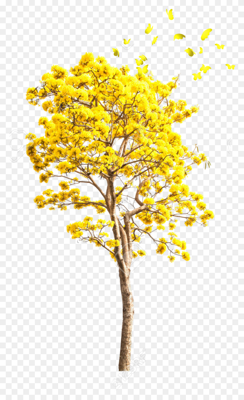 1024x1731 Ftestickers Yellow Tree Autumn, Plant, Cross, Symbol HD PNG Download