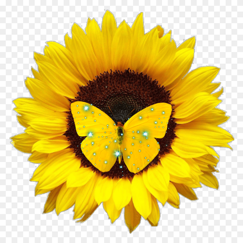 1005x1006 Ftestickersflower Sticker By Sunflower, Plant, Flower, Blossom HD PNG Download