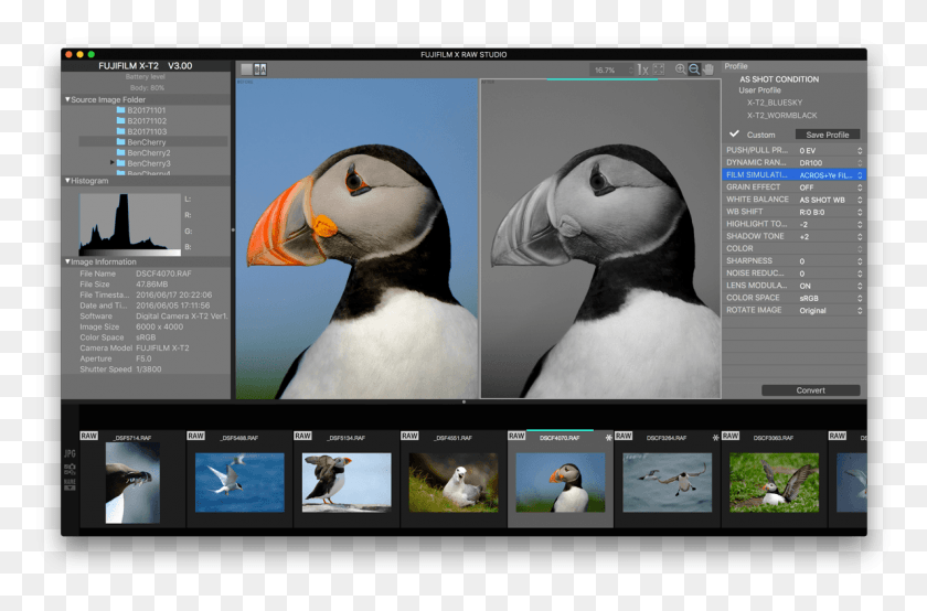 1189x754 Fujifilm X Raw Studio And Other Updates Atlantic Puffin, Bird, Animal, Penguin HD PNG Download