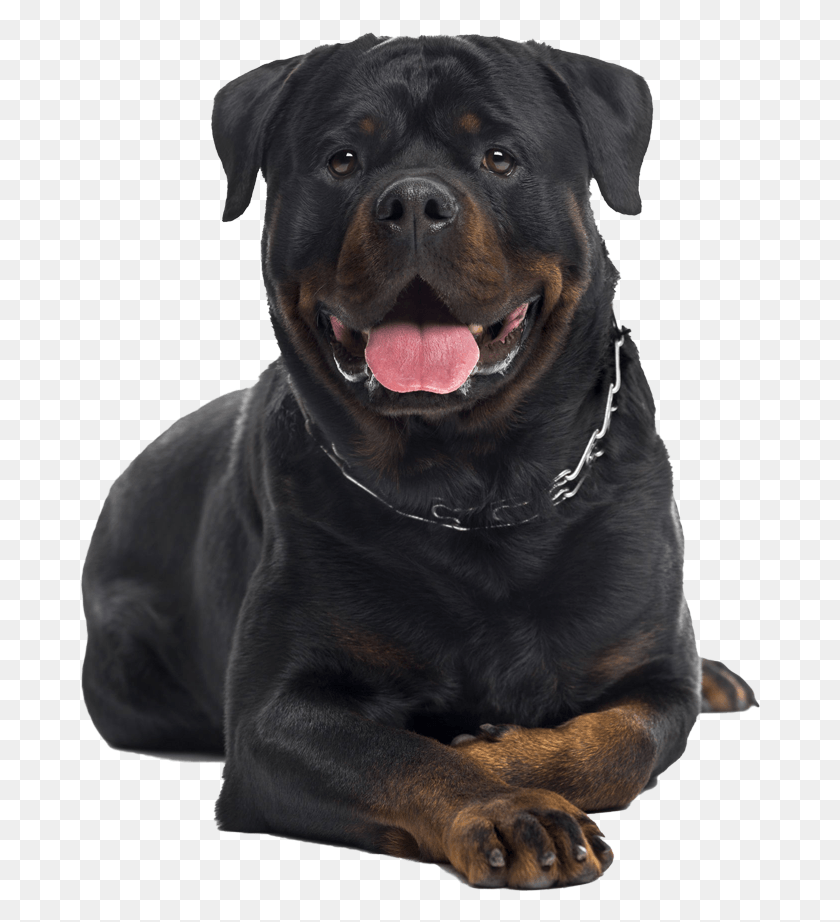 682x862 Full Blooded Rottweiler, Dog, Pet, Canine HD PNG Download