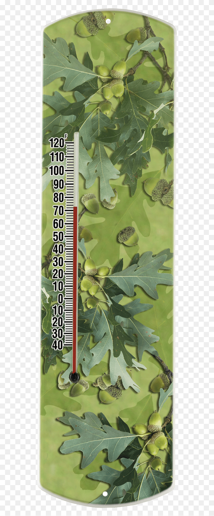 551x1961 Полноцветные Листья Дуба Фоны Дуб Гамбель, Растение, Продукты, Еда Hd Png Скачать