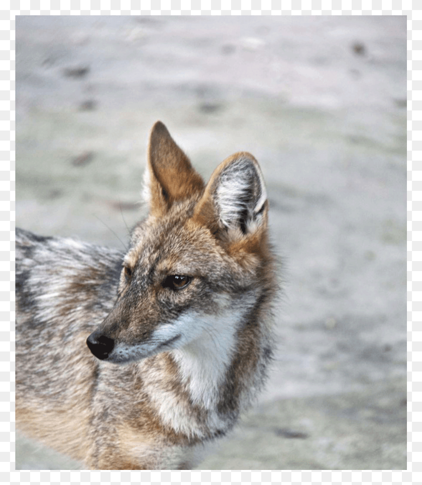 1812x2105 Full Grey Fox, Wildlife, Mammal, Animal HD PNG Download
