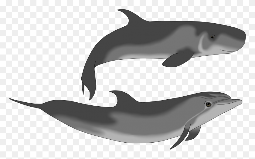 2021x1207 Cachalote Enano De Crecimiento Completo Y Delfín Mular Cachalote Enano Tamaño, Vida Marina, Animal, Mamífero Hd Png