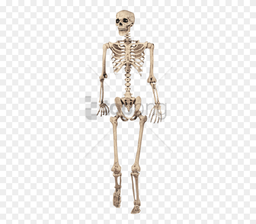 295x674 Full Skeleton Model Images Background Skeleton Decoration, Cross, Symbol HD PNG Download