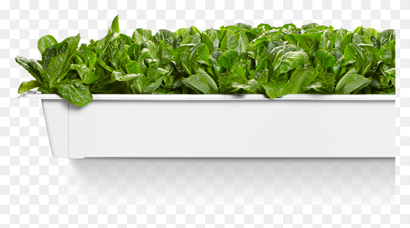 784x411 Fully Traceable Vegetables Plantation, Plant, Lettuce, Vegetable HD PNG Download
