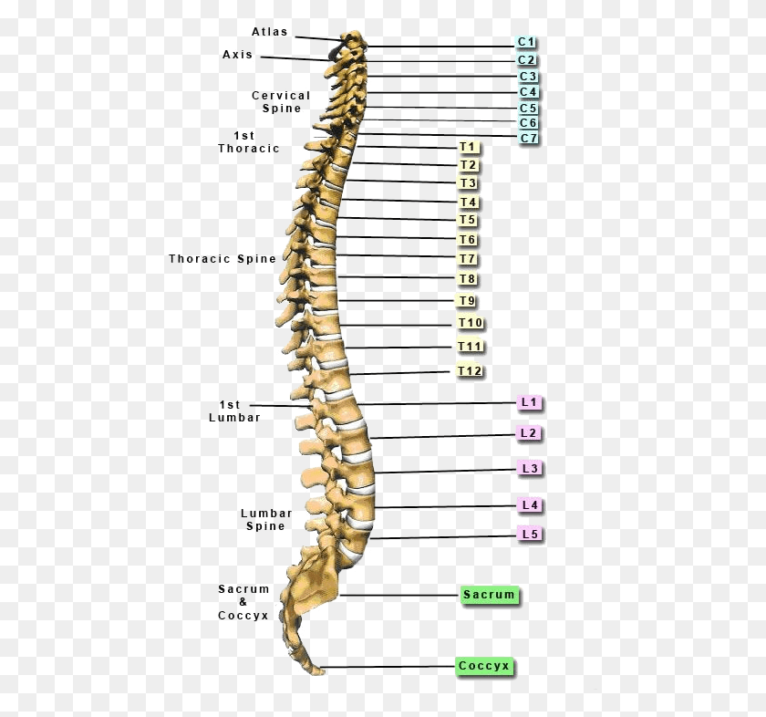 471x726 Function Below The Level Of Spinal Cord Injury Will Spine Names Of Vertebrae, Text, Plot, Diagram HD PNG Download
