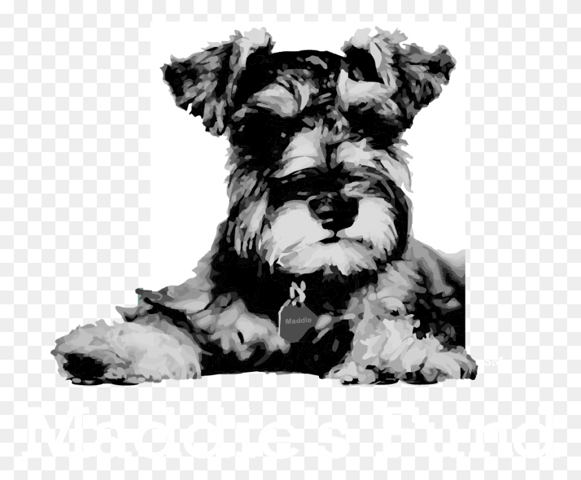 903x734 Fund, Terrier, Dog, Pet HD PNG Download