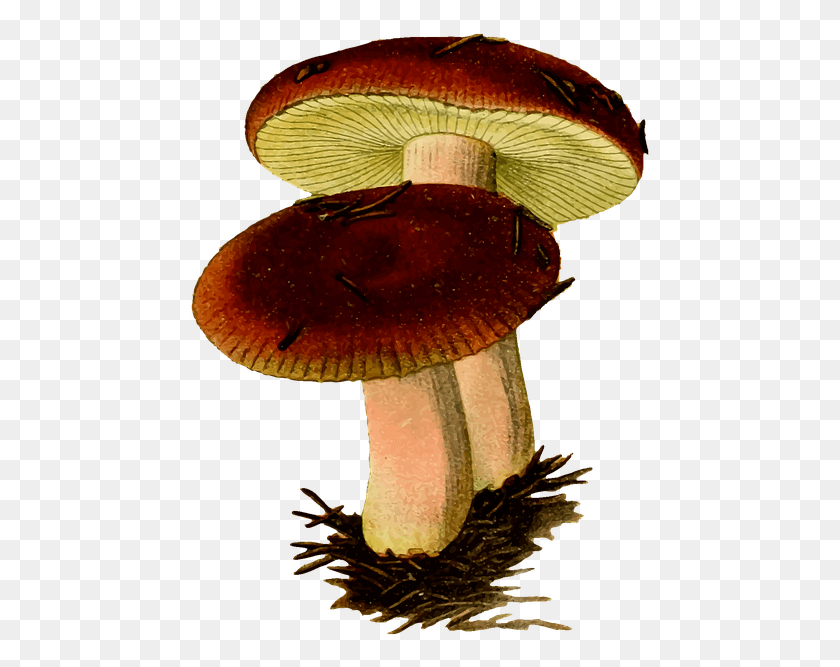 463x607 Fungi Fungus Mushroom Poison Poisonous Sickener Mushroom Fungi Clipart, Amanita, Agaric, Plant HD PNG Download
