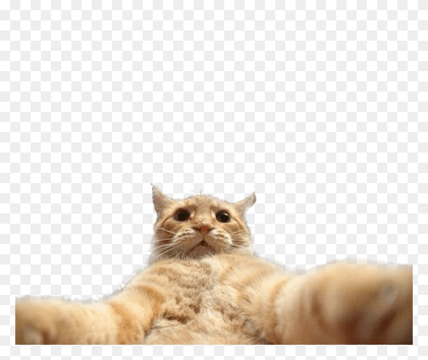 1000x831 Funny Cat Catlover Cats Selfie Kot Selfi Mem, Manx, Pet, Mammal HD PNG Download