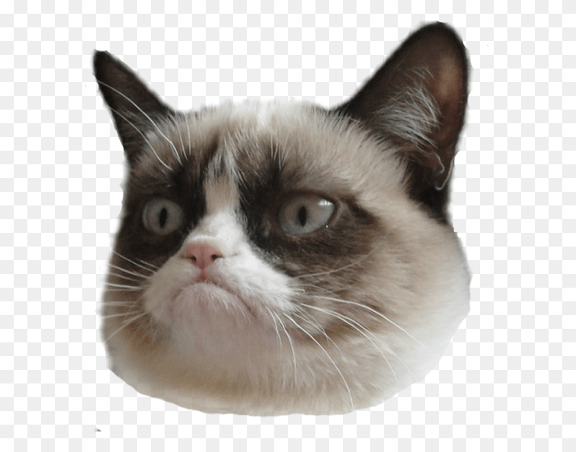 600x600 Funny Cat Face Grumpy Cat Face, Cat, Pet, Mammal HD PNG Download