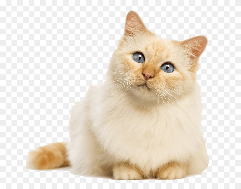 669x600 Funny Cute Cats Fluffy Cat Transparent Background, Angora, Pet, Mammal Descargar Hd Png