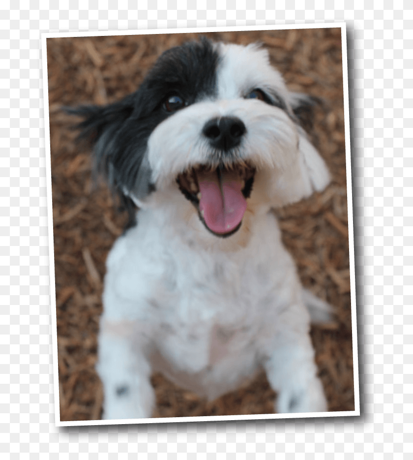 703x875 Funny Faces Bed Amp Biscuit Pet Care And Boarding Tibetan Terrier, Dog, Canine, Animal HD PNG Download