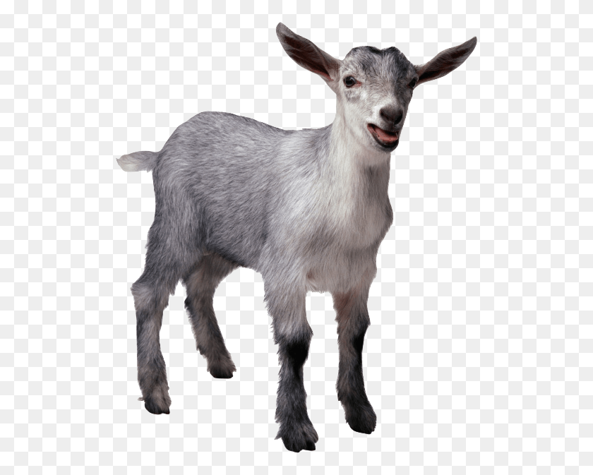 513x613 Funny Goat Gg Goat, Mammal, Animal, Mountain Goat HD PNG Download