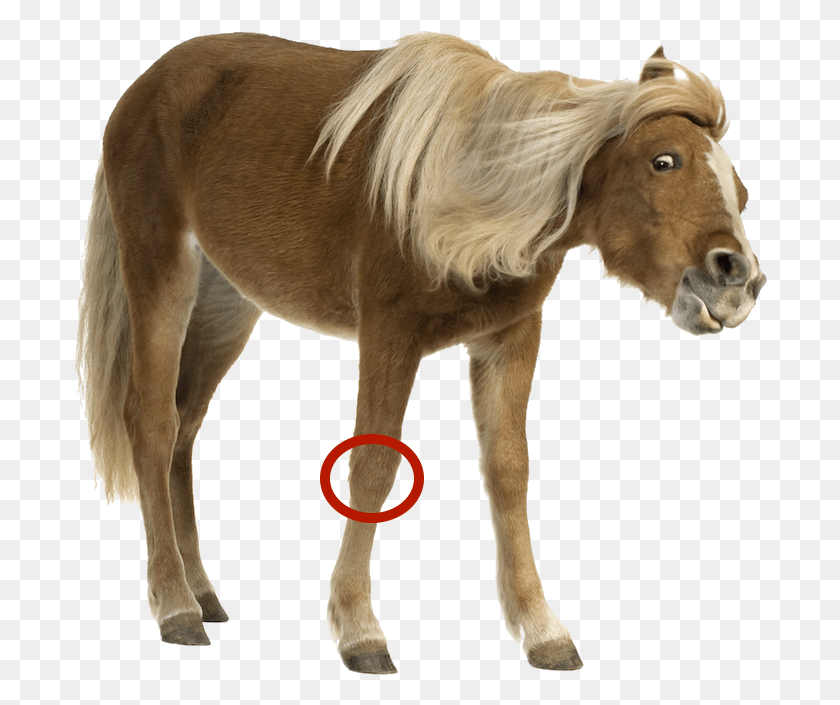 694x645 Funny Horse Pony With White Background, Mammal, Animal, Colt Horse HD PNG Download