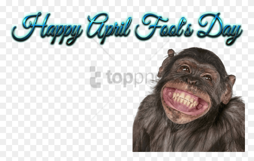850x516 Funny Mouth Happy Birthday To You Funny, Ape, Wildlife, Mammal HD PNG Download