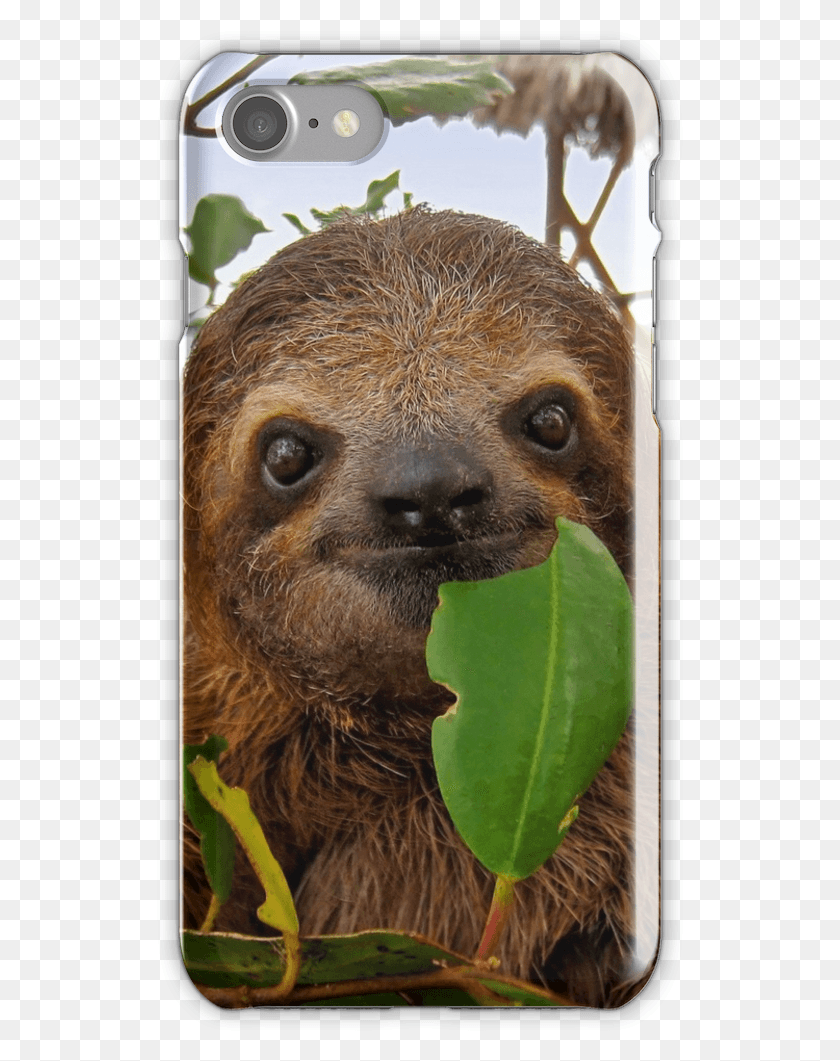 527x1001 Funny Smiling Animals Faultier Portrait, Three-toed Sloth, Sloth, Wildlife HD PNG Download