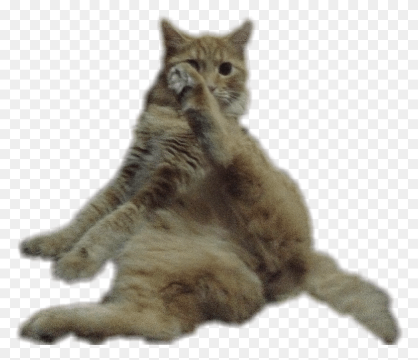1024x872 Funny Sticker Squitten, Cat, Pet, Mammal HD PNG Download