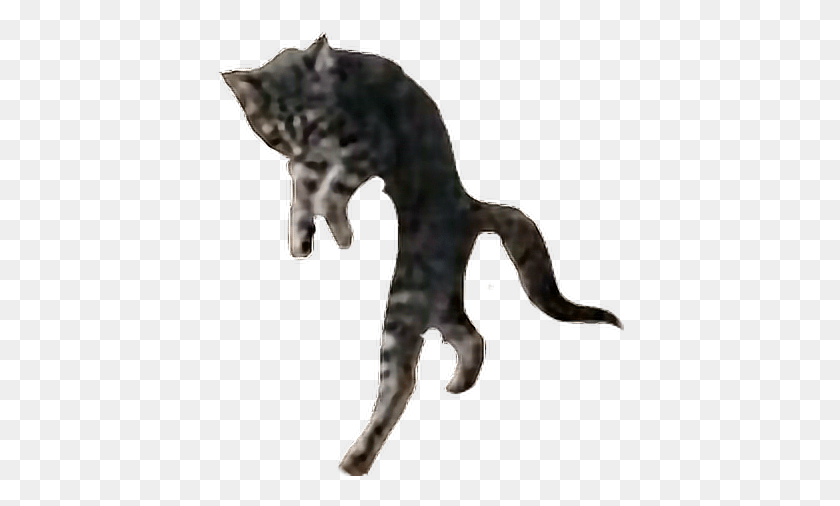 408x446 Смешной Wtf Cat Kitty Meme Razzledazzle Танцующий Кот Зевает, Животное, Динозавр, Рептилия Png Скачать