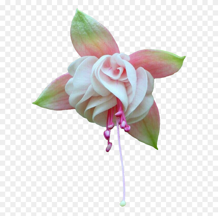 595x774 Descargar Pngfuschia Pink Flower Naturaleza Estética Transparente Jardín Rosas, Planta, Rose, Flor Hd Png