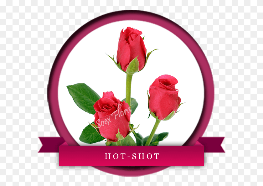 601x534 Fuschia Pink Rose Hot Shot Has Dark Pink Petals With, Rose, Flower, Plant HD PNG Download