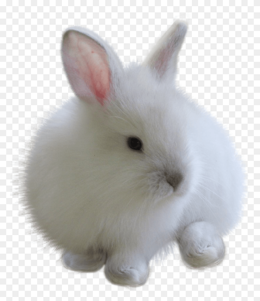 835x978 Fuzzy Sticker White Bunny, Animal, Mammal, Rodent HD PNG Download