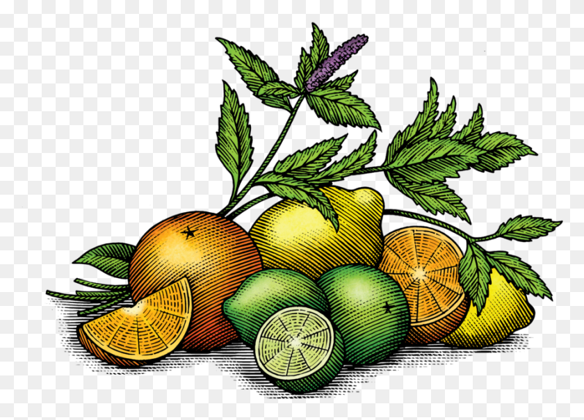 886x619 Fv Art 01 Lime, Plant, Fruit, Food HD PNG Download